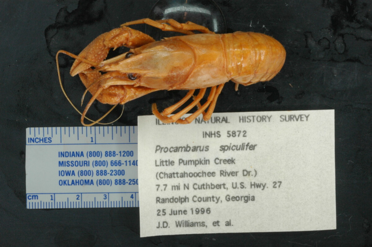 Procambarus spiculifer image